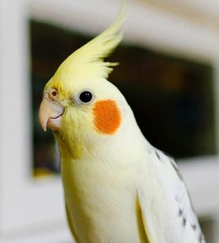 Cocktail bird