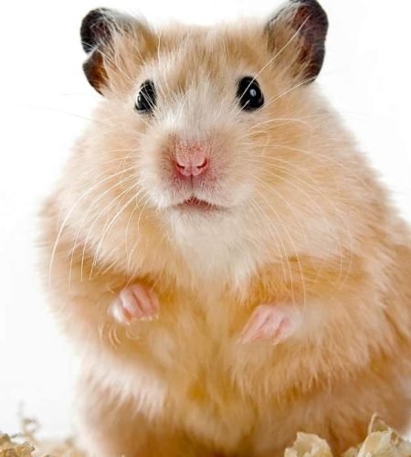 Hamster