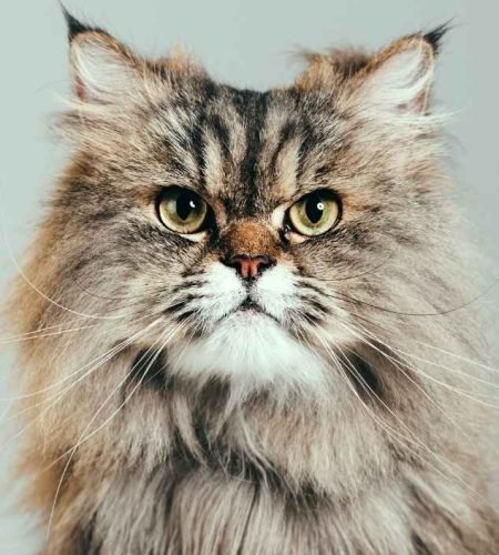 Persian cat