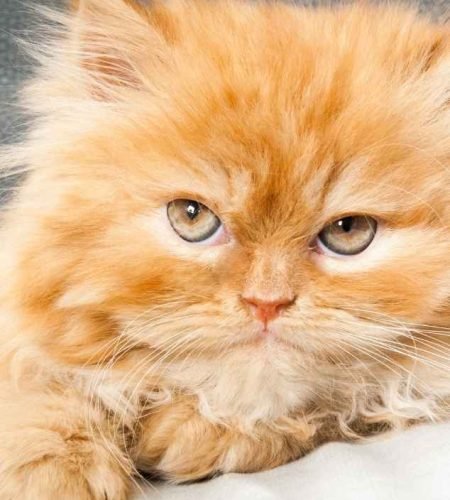 Persian kitten
